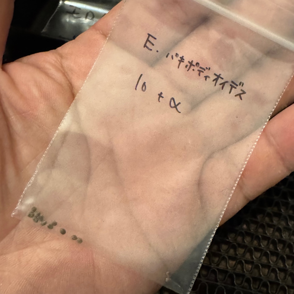 パキポディオイデス種子購入 の画像