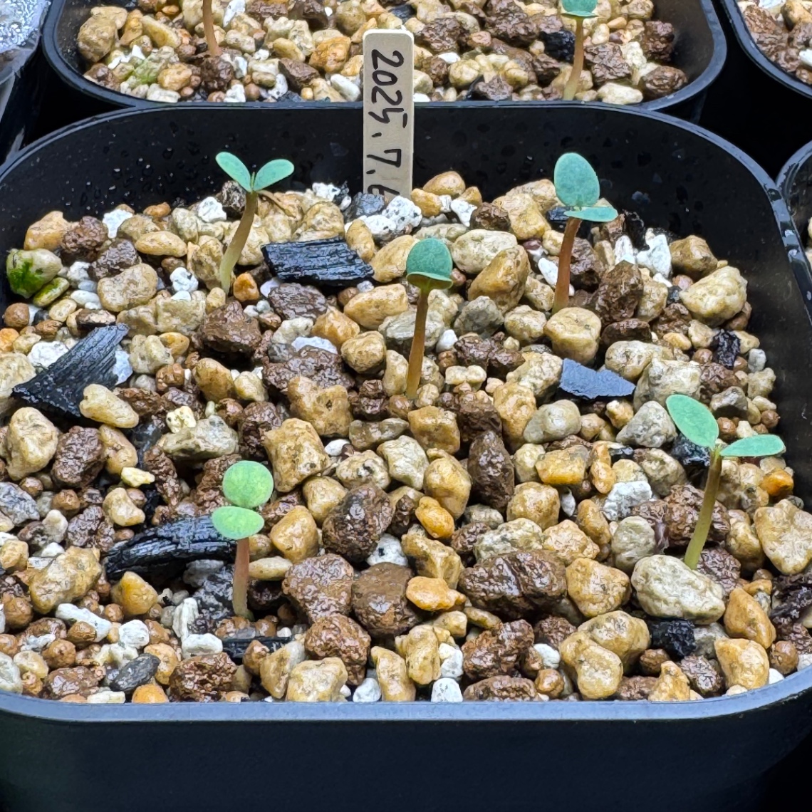 双葉展開！ の画像