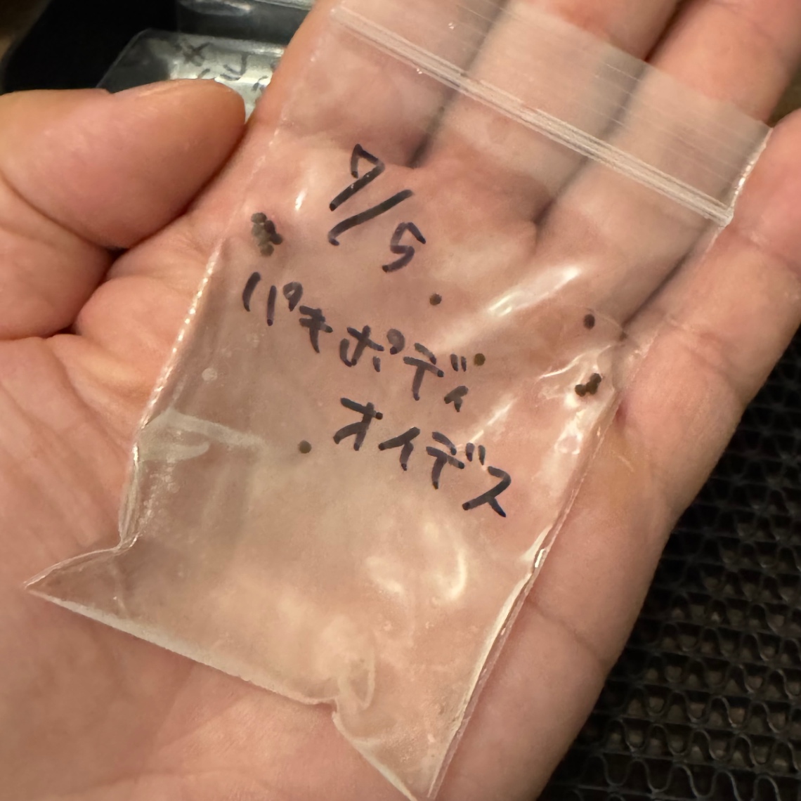 播種準備 の画像