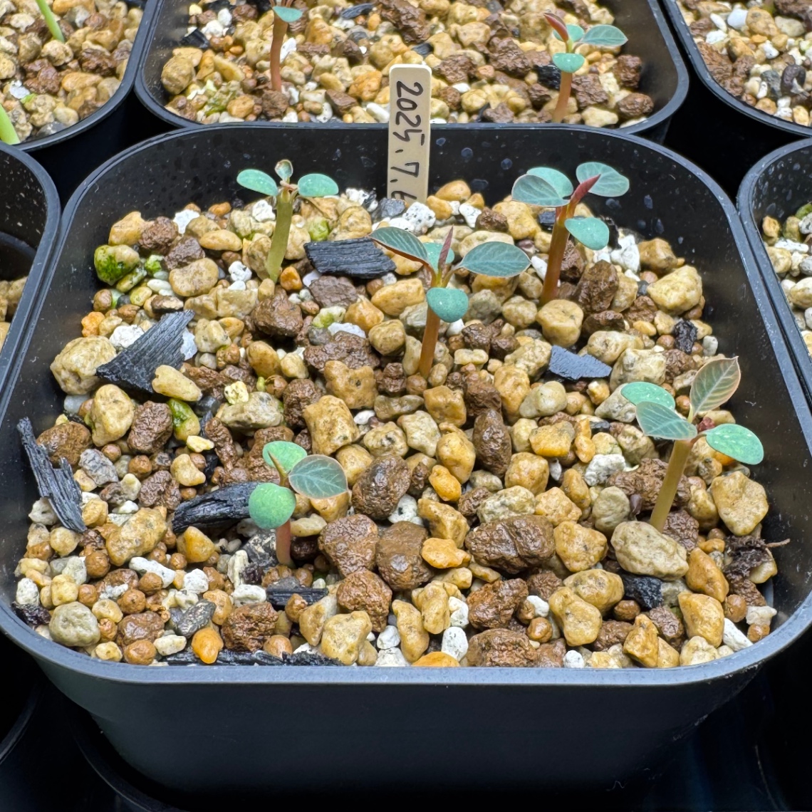 本葉展開 の画像