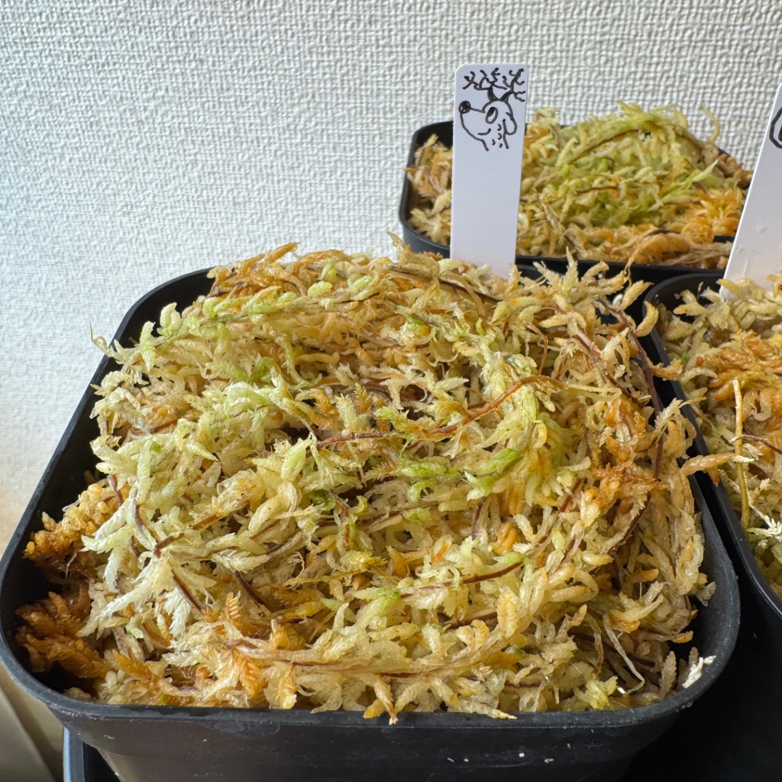 茎伏せスタート(粘着テープ様専用) の画像