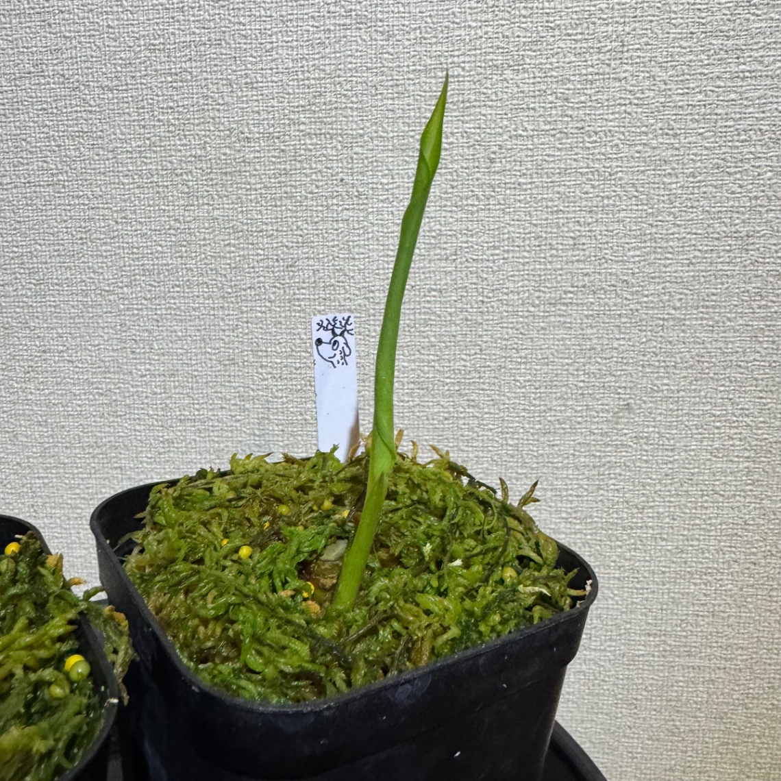 そろそろ開く？ の画像