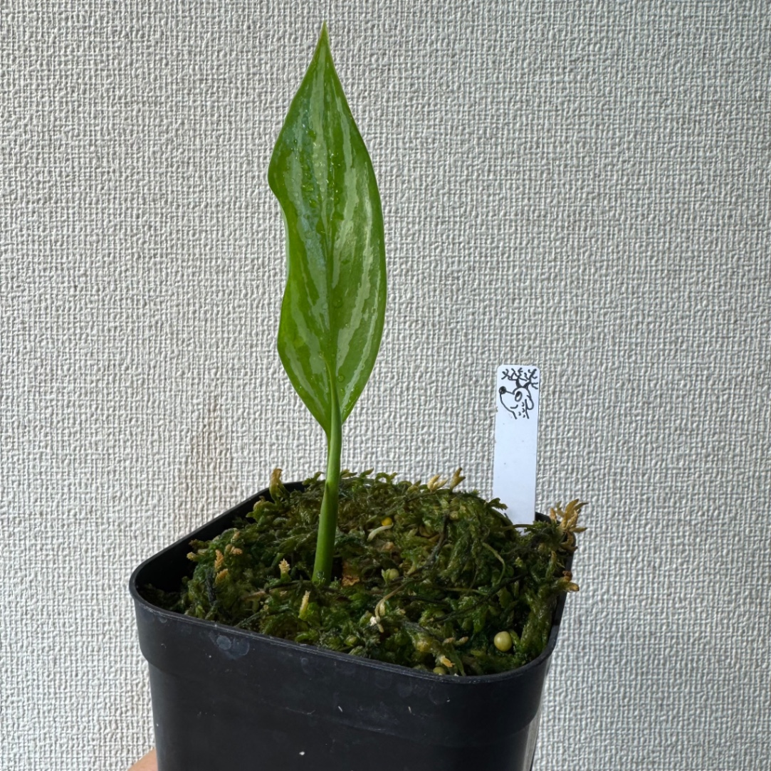 キレイな葉、展開！ の画像