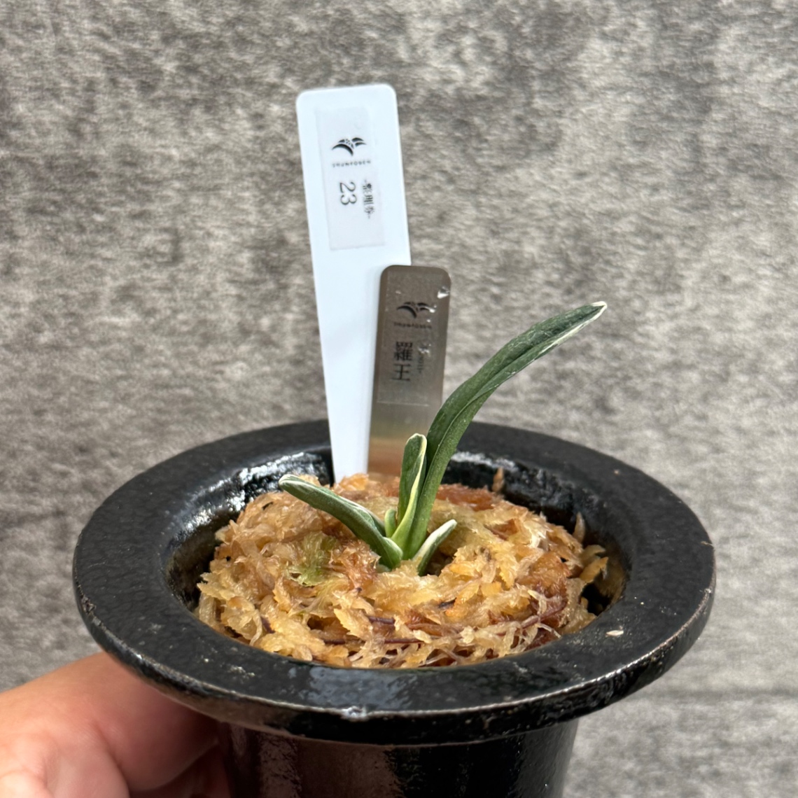 万年青　羅王 の画像