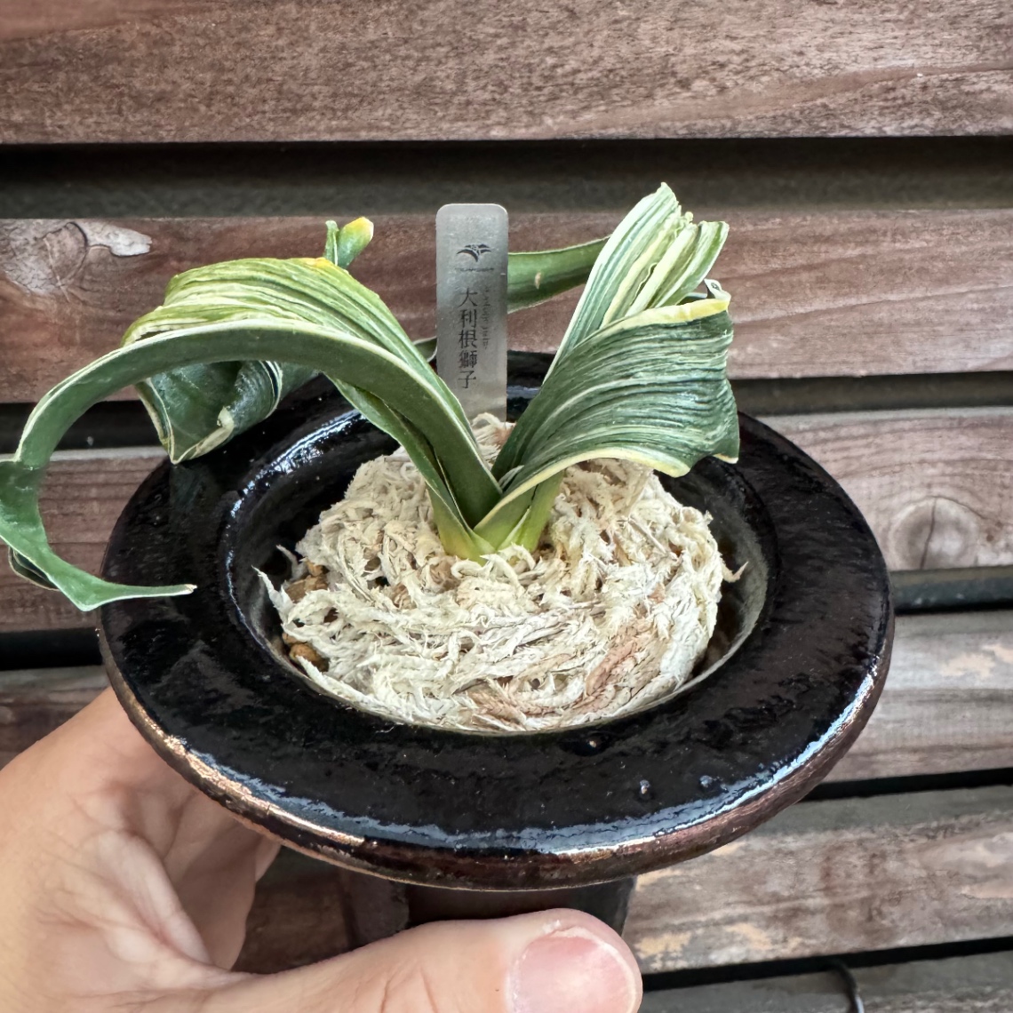 大利根獅子購入！ の画像