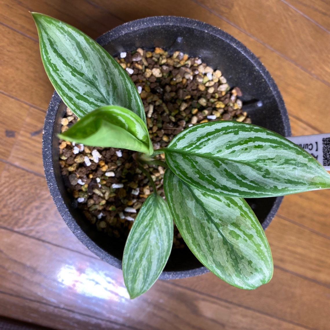 少しずつ成長。 の画像