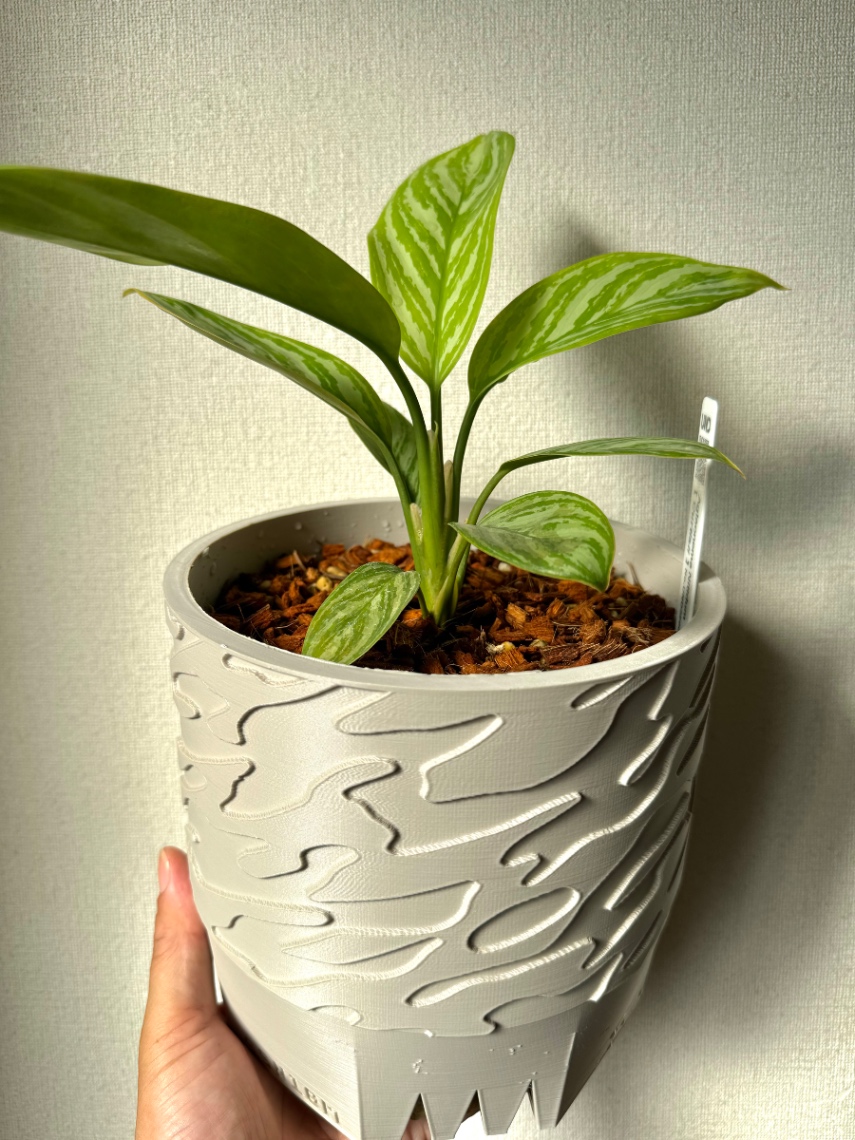 SSNデカ鉢に植え替え。 の画像