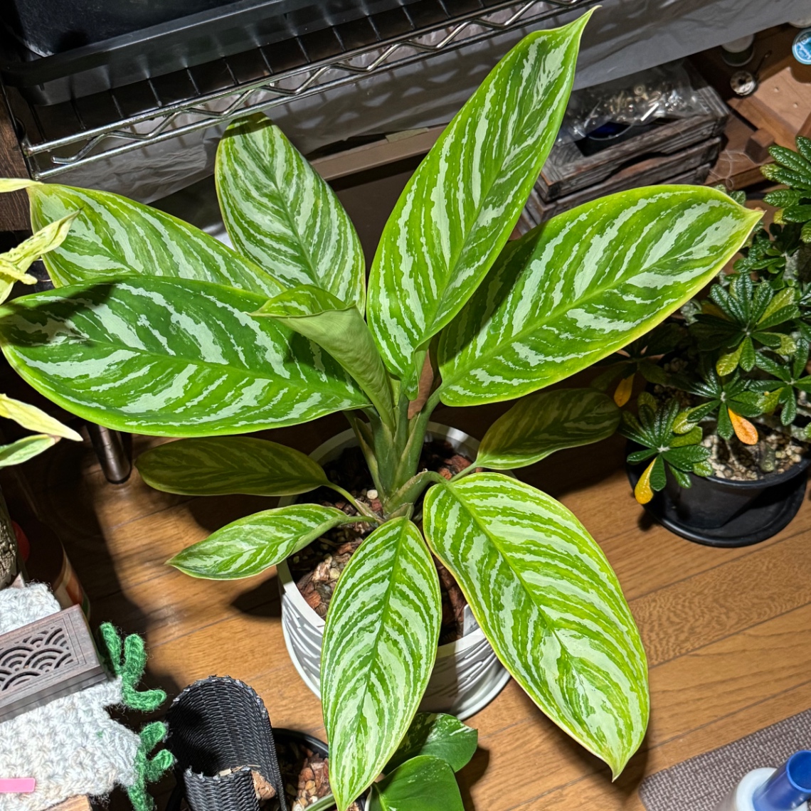 更に成長。 の画像