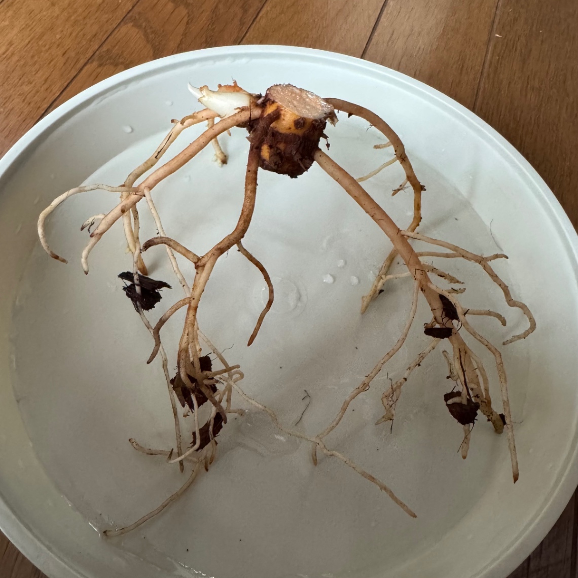 芋切りに挑戦。 の画像