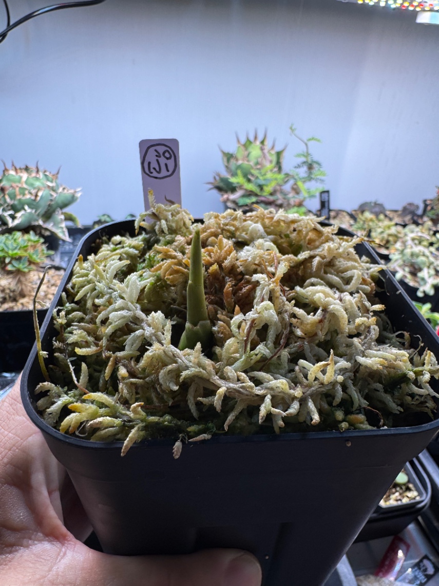 芋切り育成記録(ゆるぷ様専用) の画像