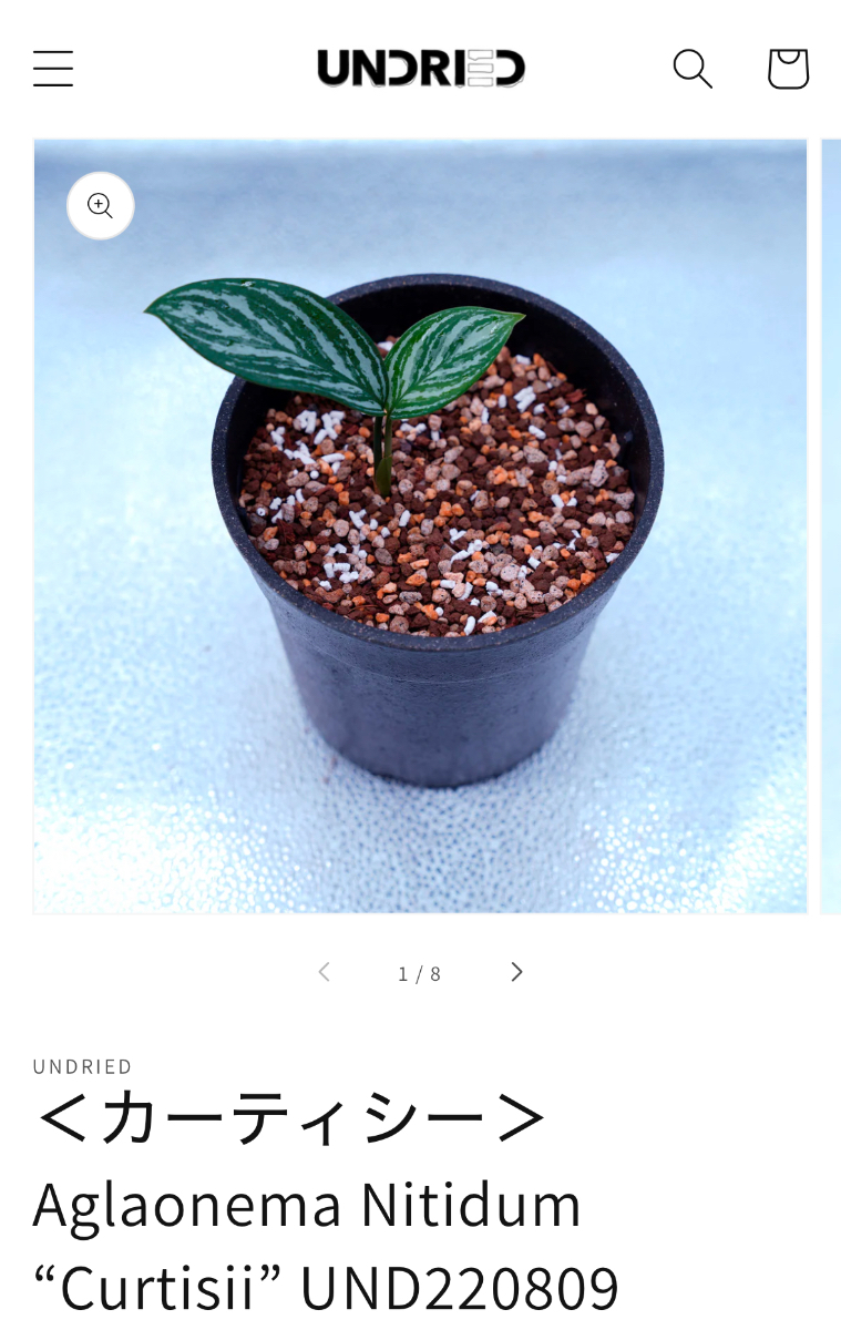 アグラオネマ カーティシー購入 の画像