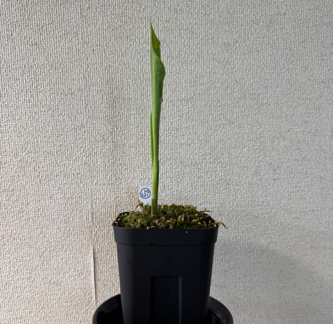 開き始め！ の画像