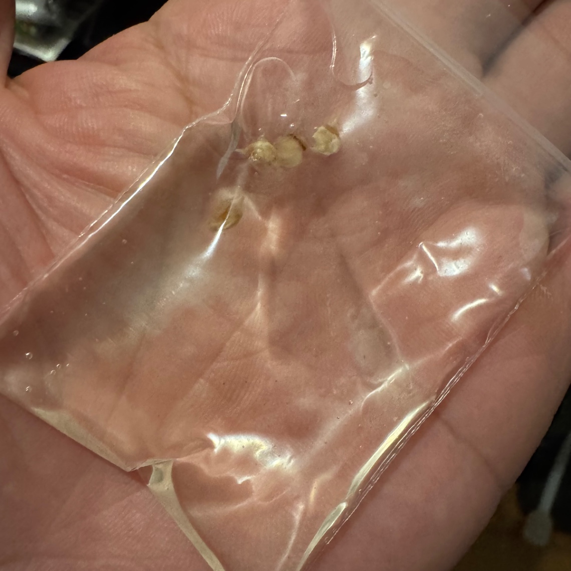 播種準備！ の画像