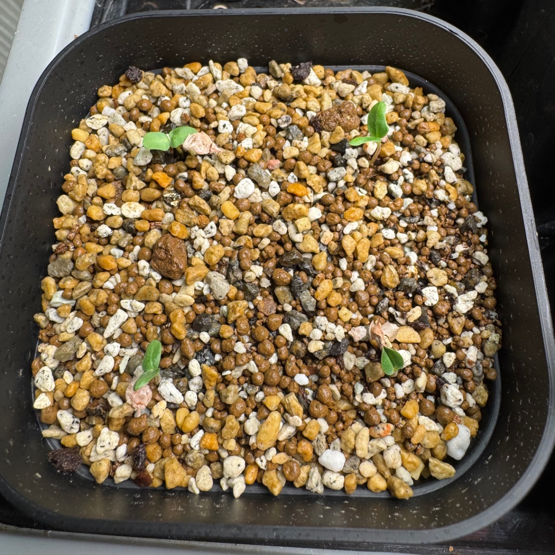 安定の発芽！ の画像