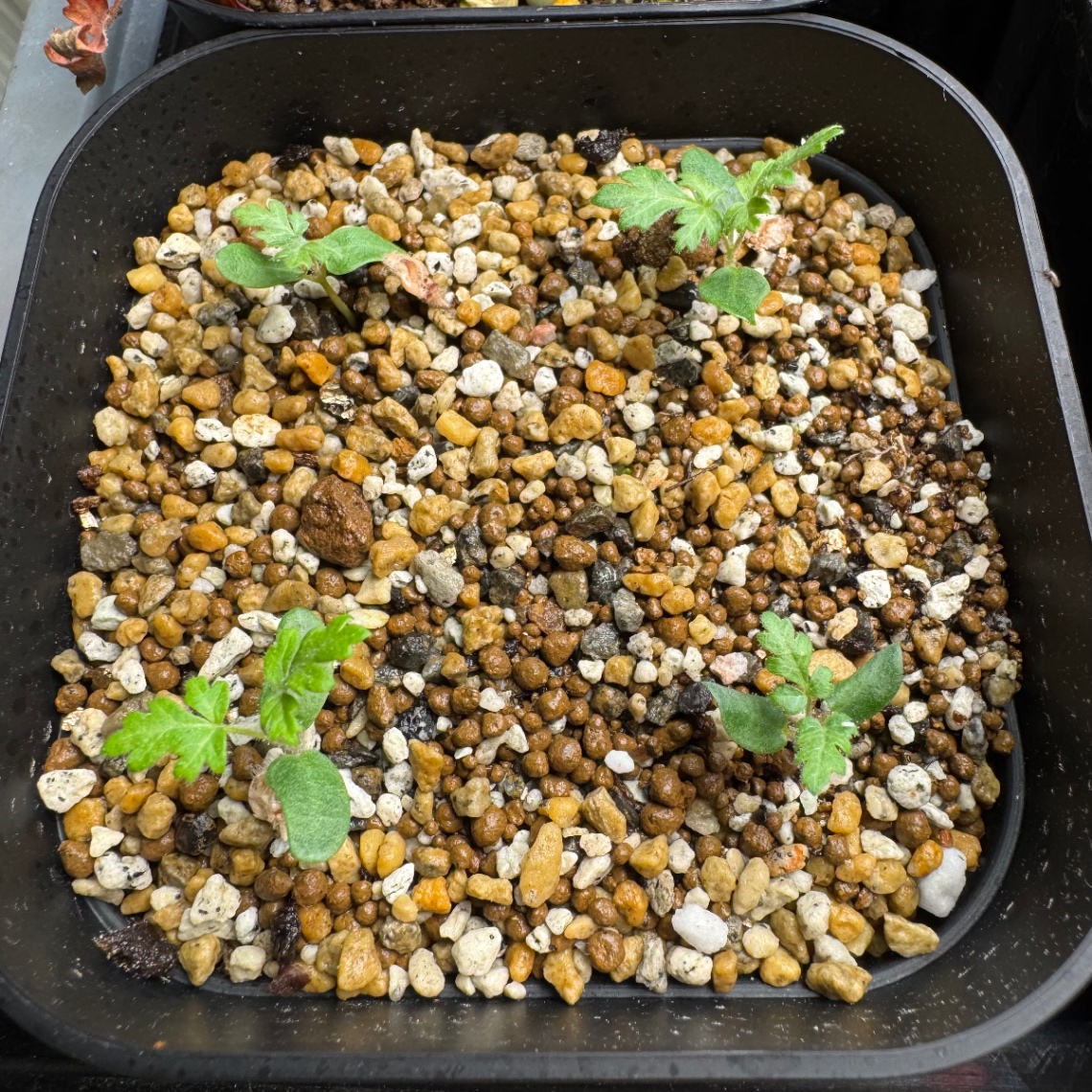 葉性はどうなん？ の画像