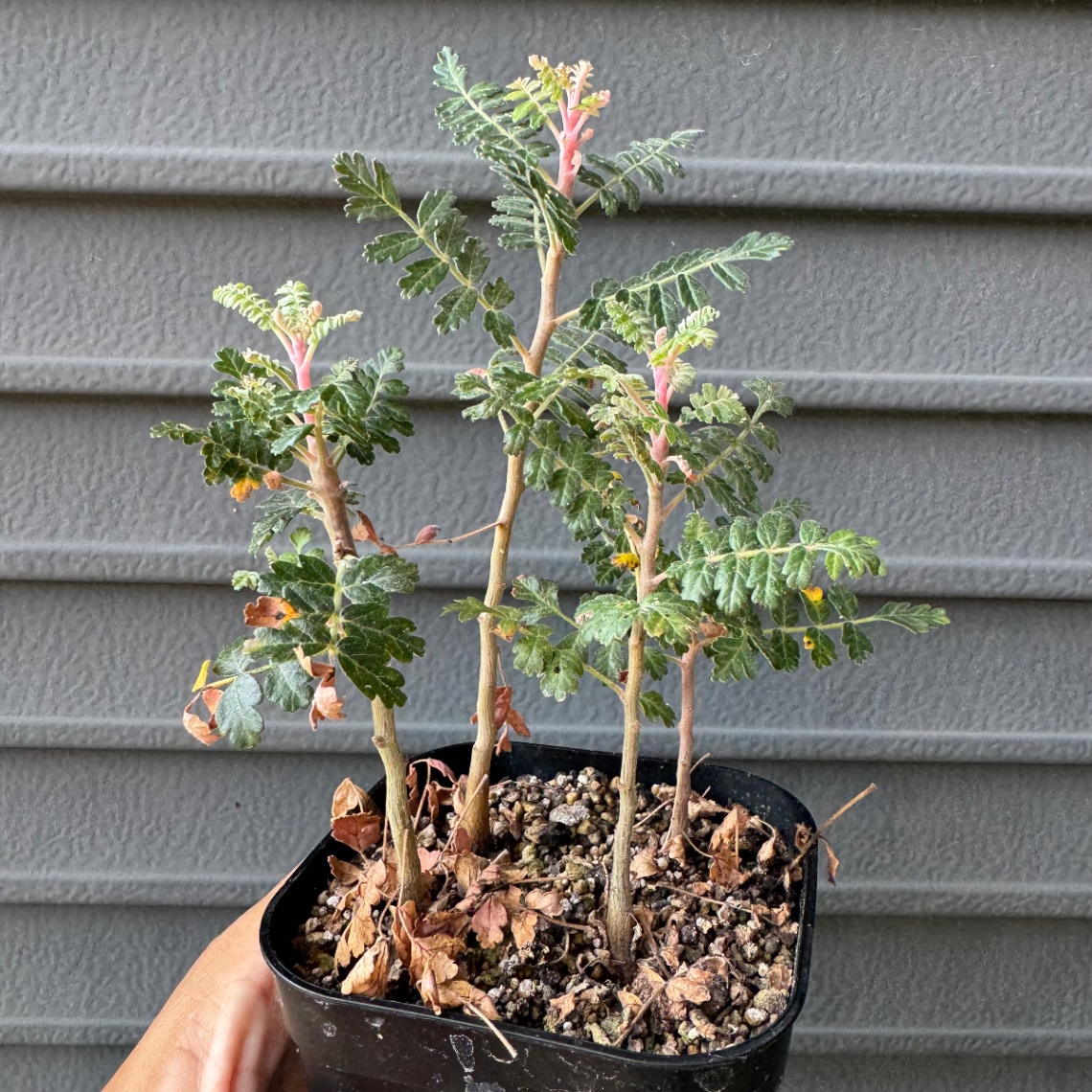 暑さ強い？ の画像