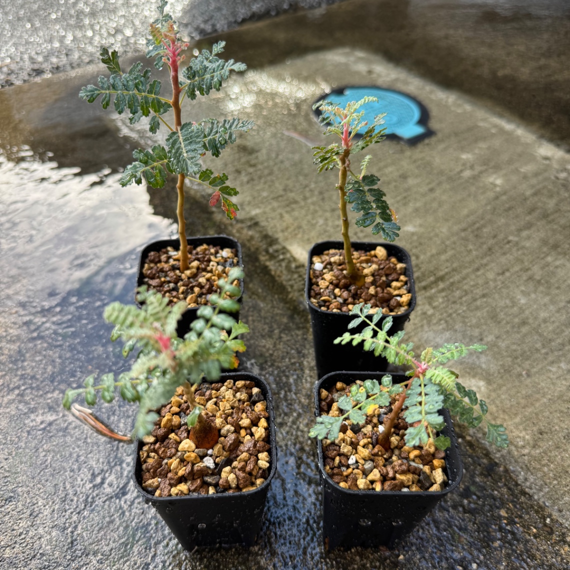 個別に植え替え の画像