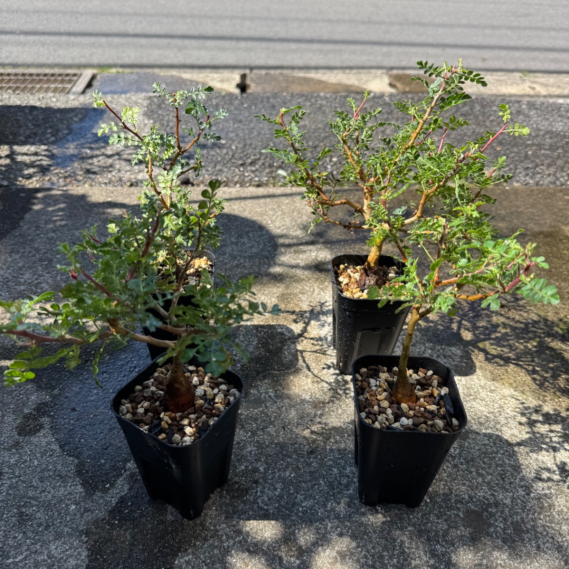 植え替え の画像