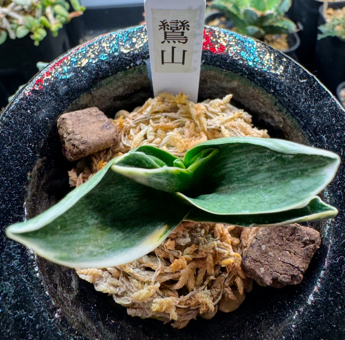 万年青初購入！ の画像