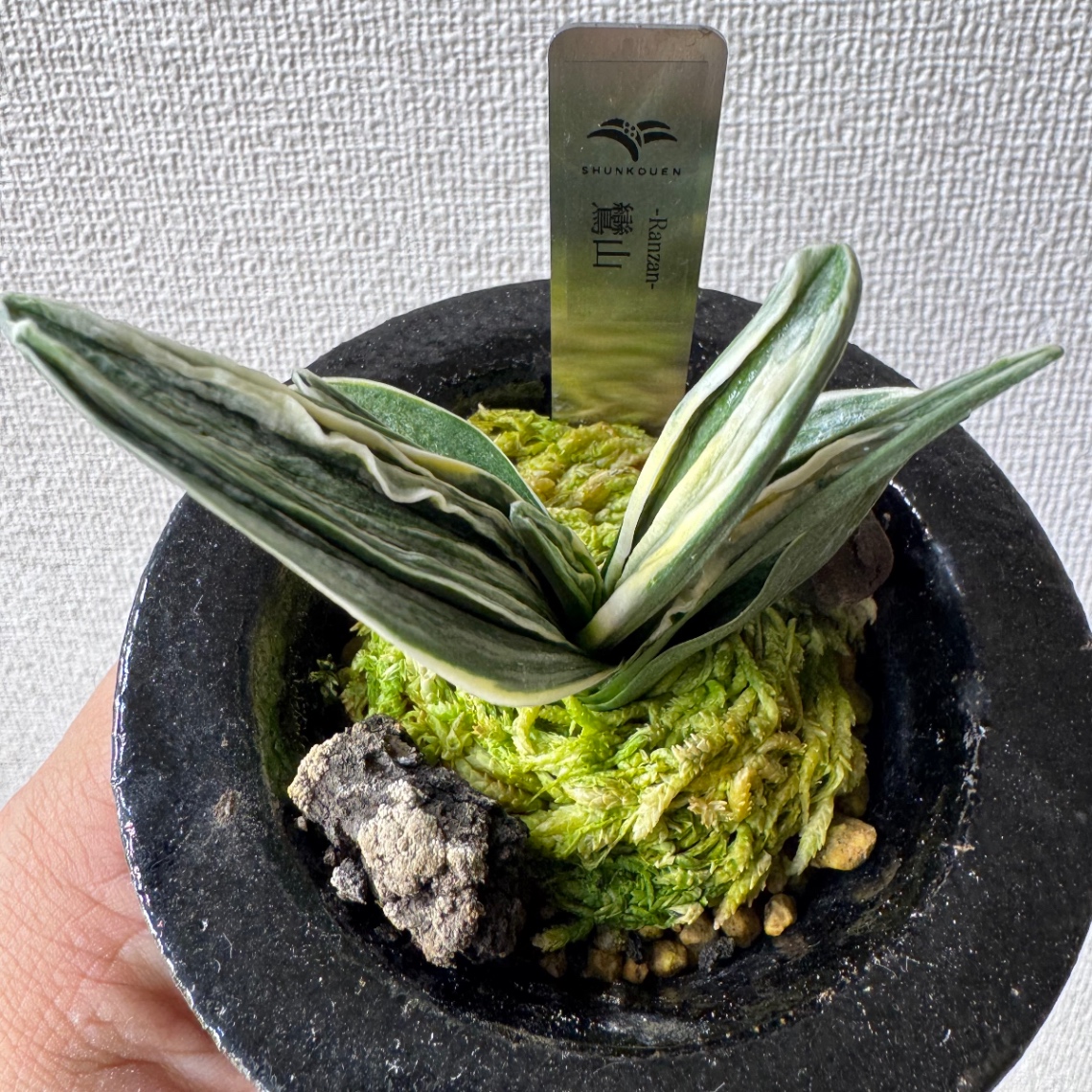 葉芸を少し感じる の画像