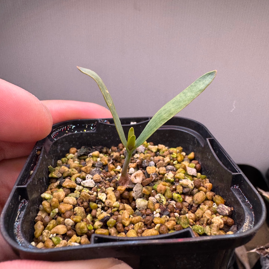 本葉展開 の画像