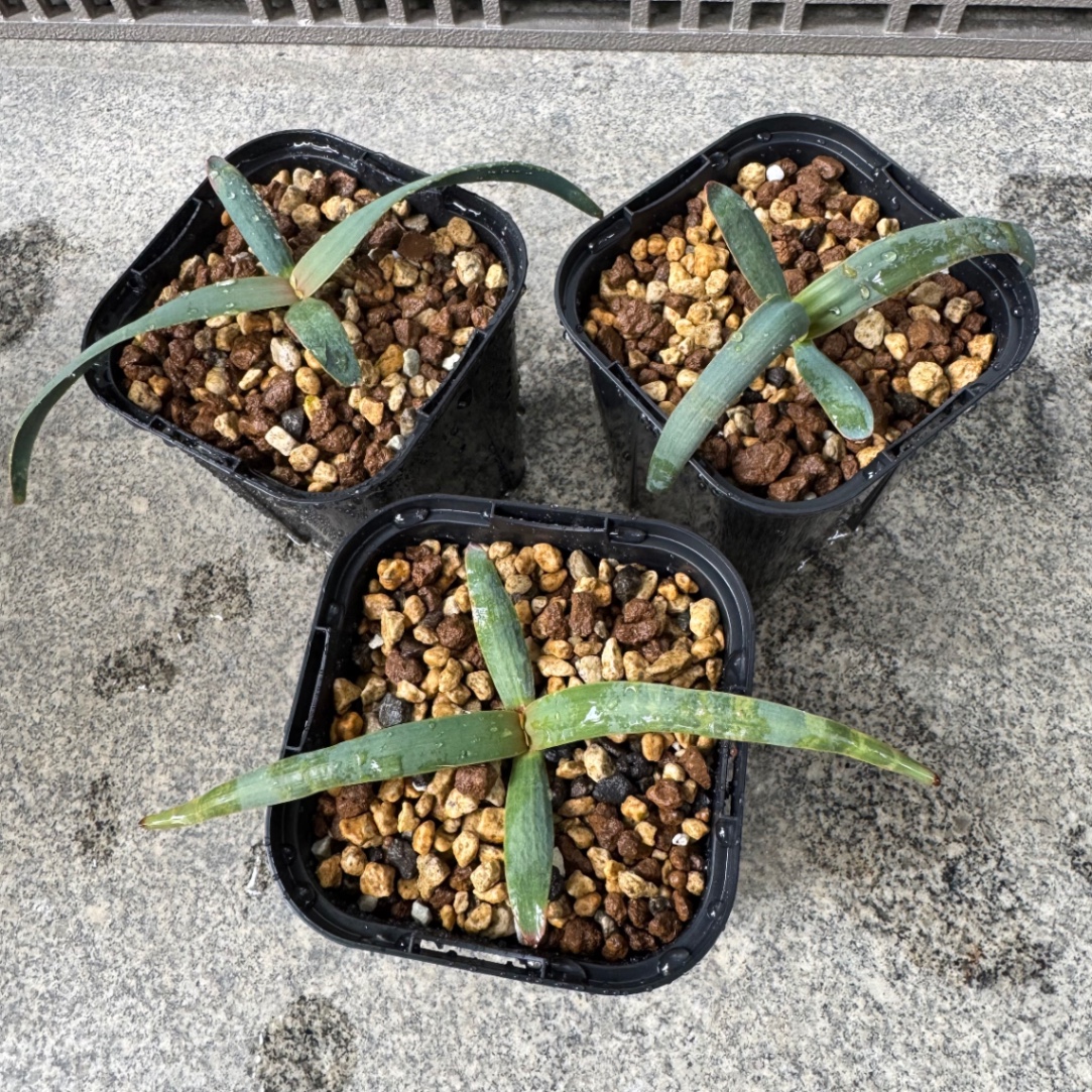 植え替え の画像