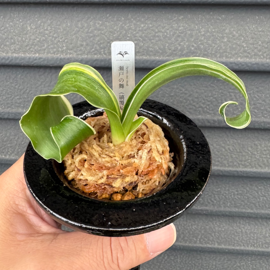 2025春光園初売り の画像