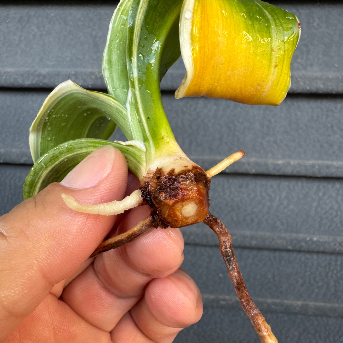 暑さ蒸れ、、 の画像