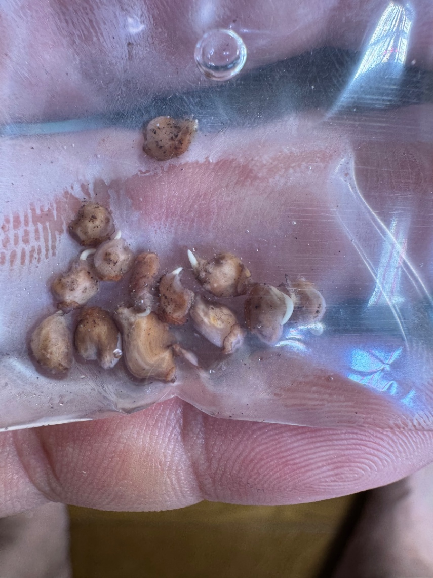 余裕で発芽！ の画像