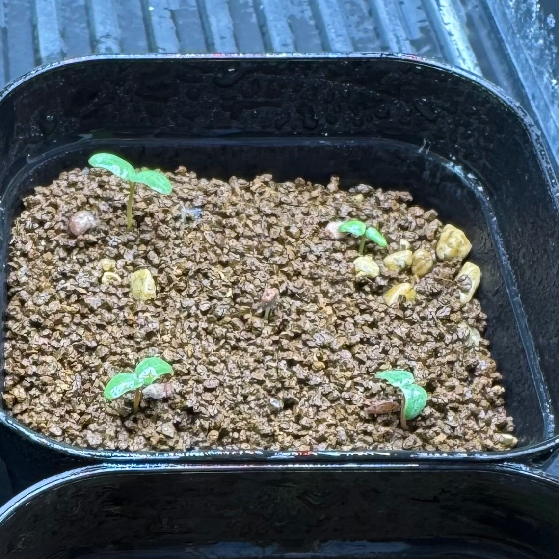 双葉がカワイイ！ の画像