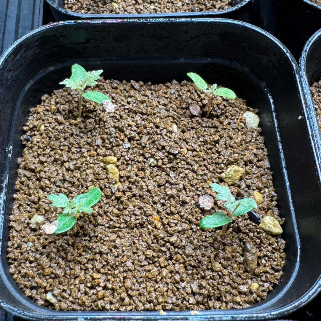 本葉展開だよ。 の画像