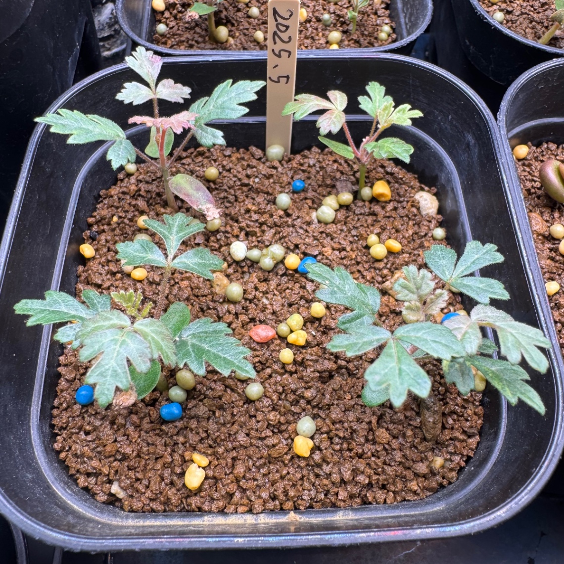 置肥の時間です。 の画像