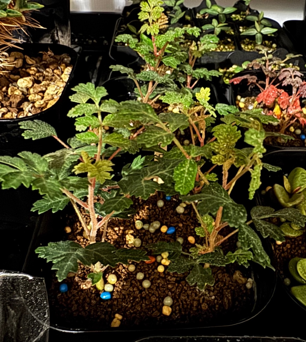 暗闇のワサワサ！ の画像