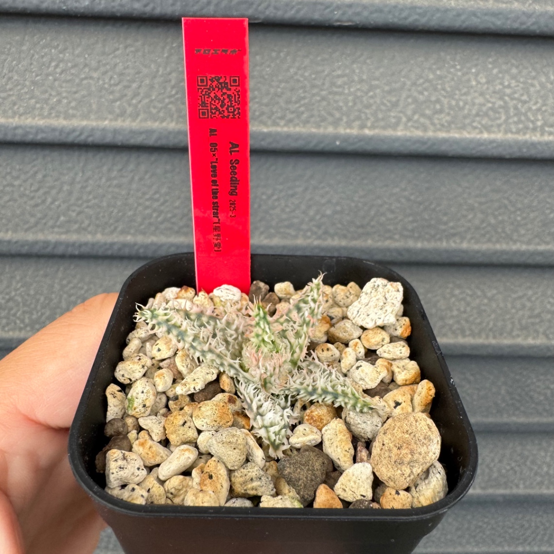 育成開始 の画像