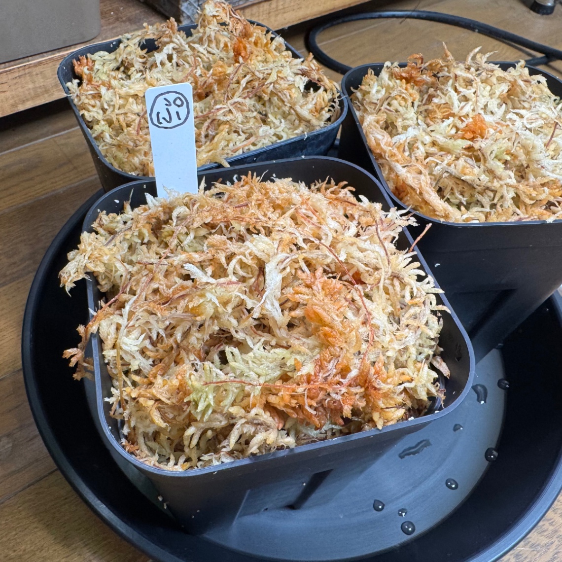 芋切りから植え付け の画像