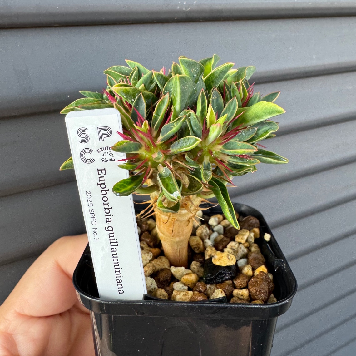 2025/11/23ボタの市販売株 の画像