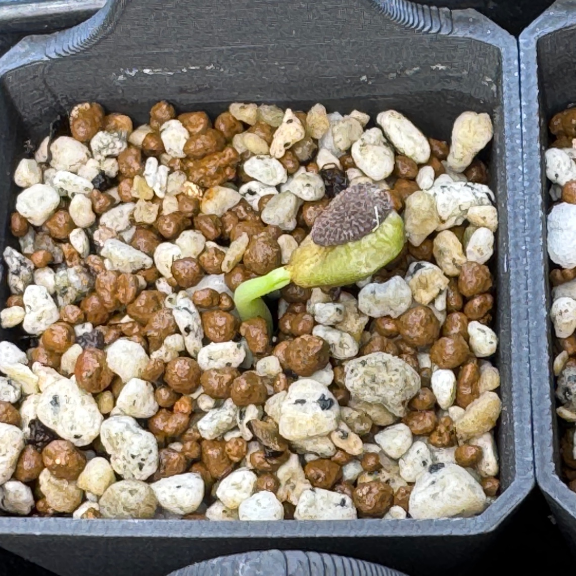 おペチュ様ありがとう。 の画像