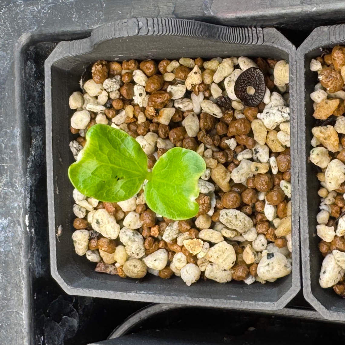 NICEアシスト俺！ の画像