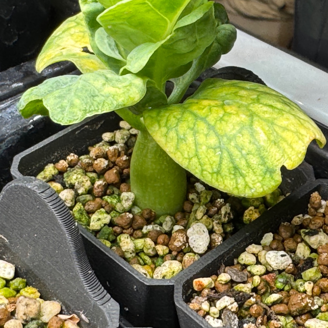 太っちょ歓迎！私は痩せたい、、 の画像