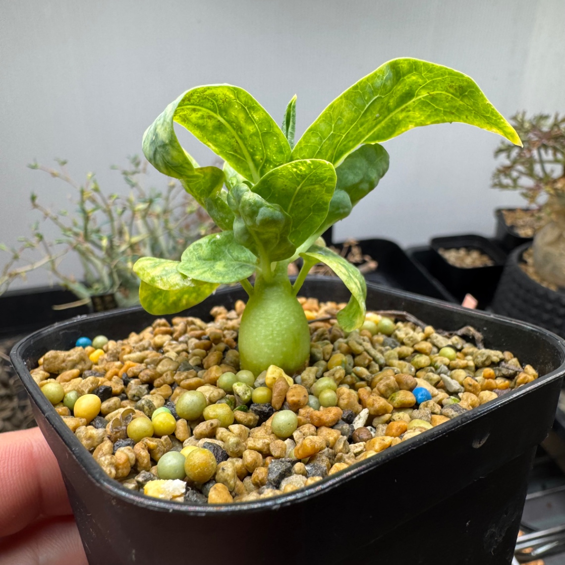 植え替えしました。 の画像