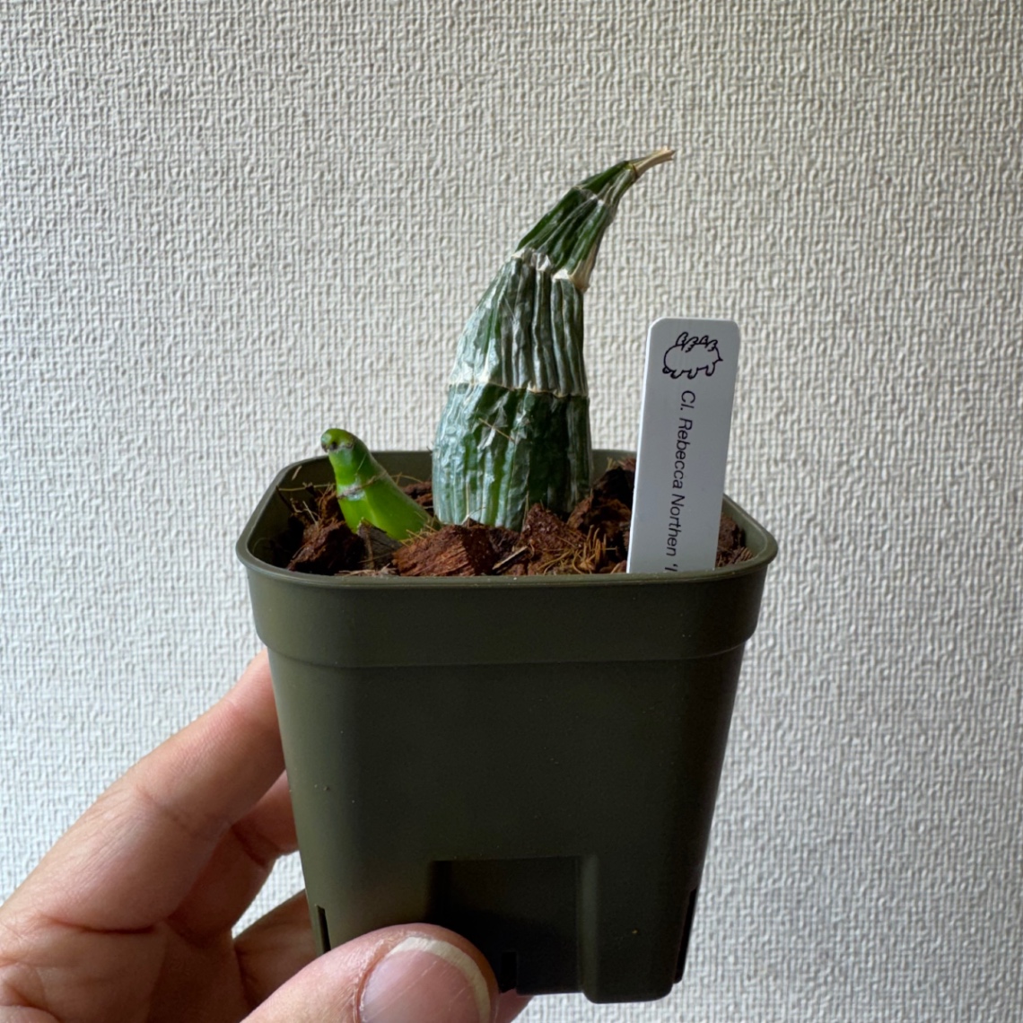 初ミッカビ の画像