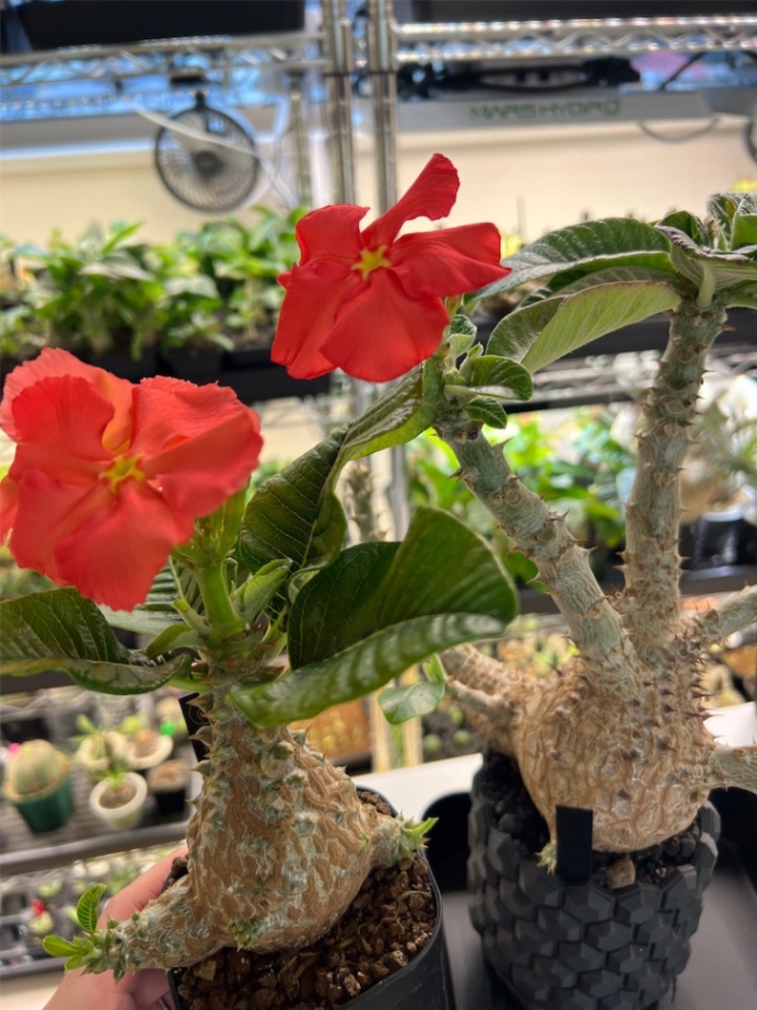 2024.3開花 の画像