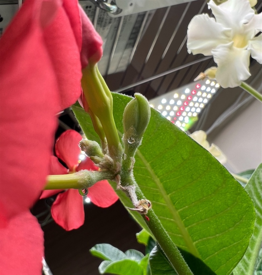 2024.3結実 の画像