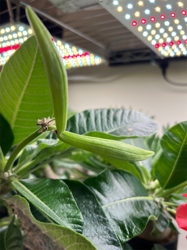 2024.4種鞘 の画像