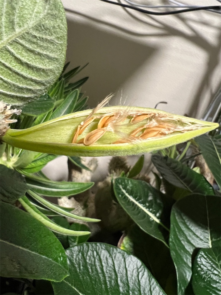 2024.5種採取① の画像