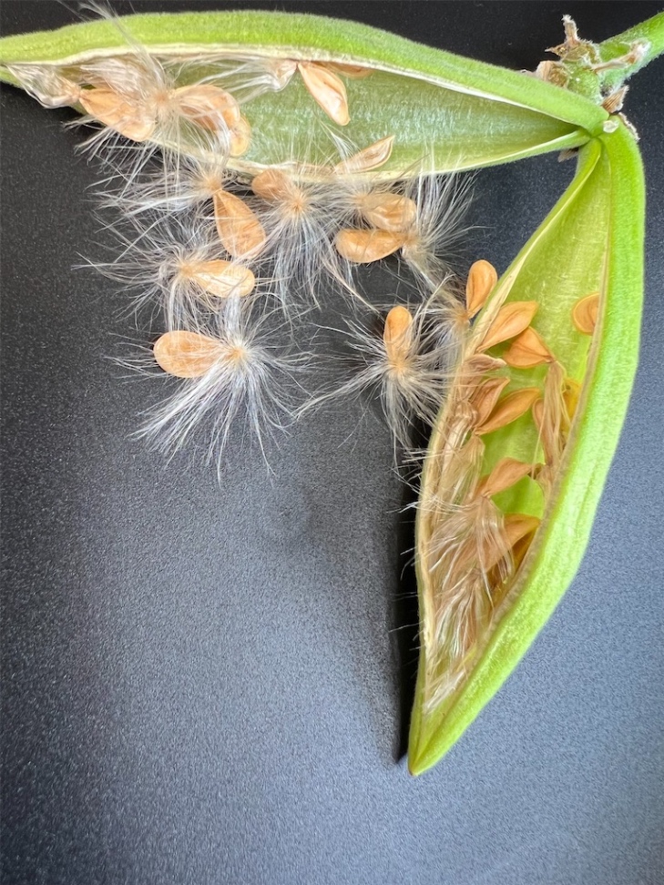 2024.5採取② の画像