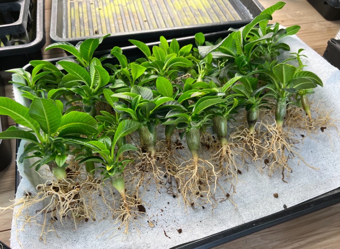 2024.8鉢上げ の画像