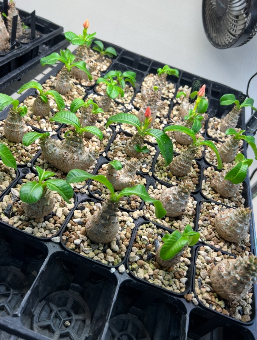 2025.7花芽 の画像