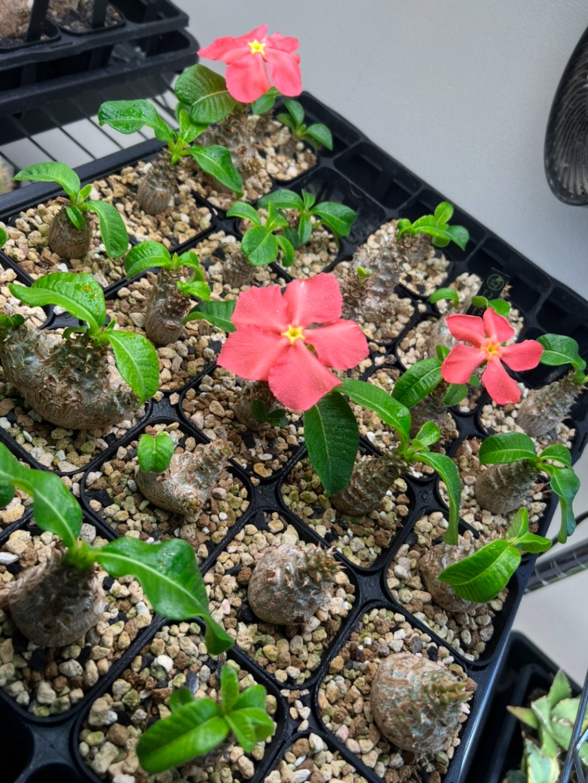 2025.7開花 の画像