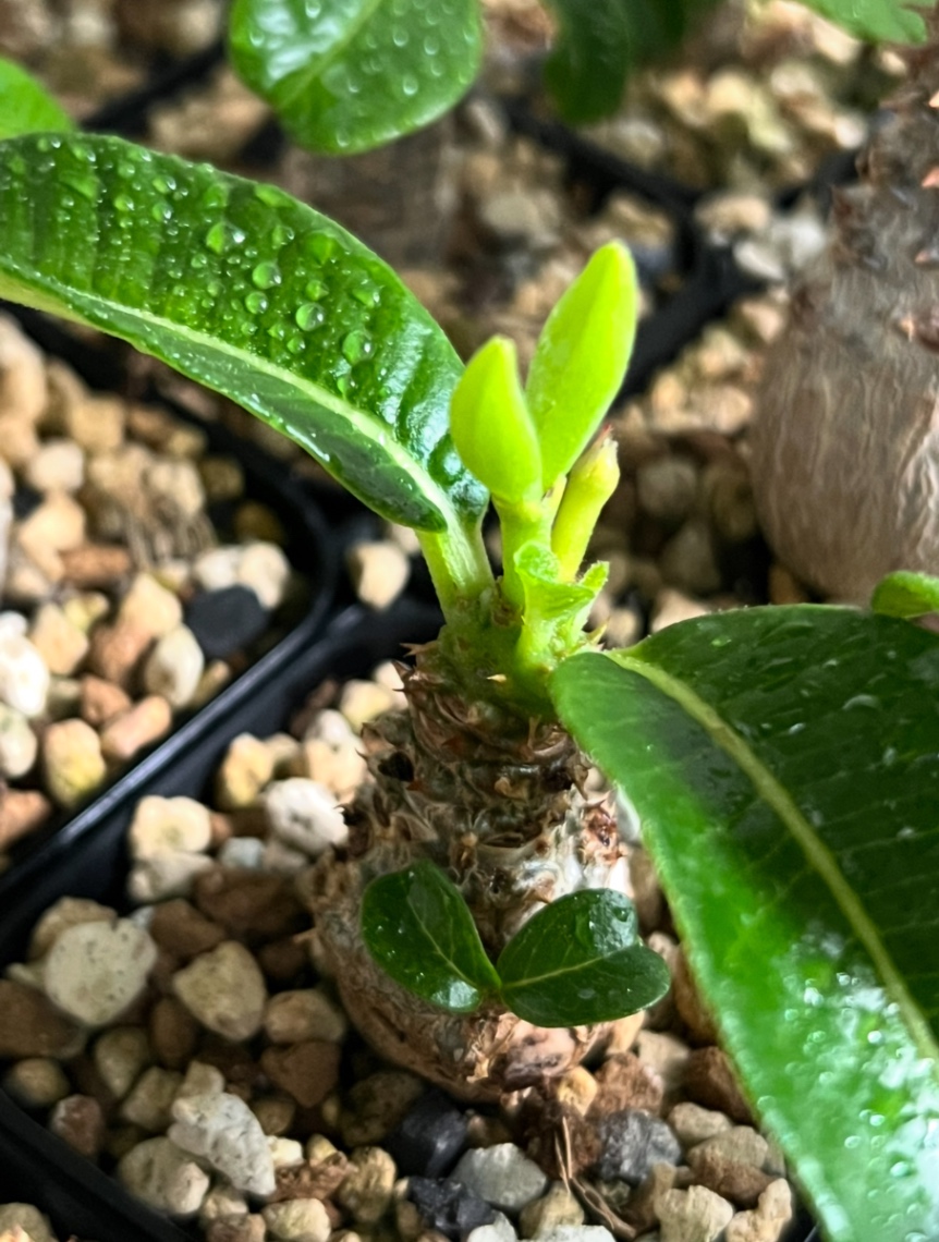 2025.8結実 の画像